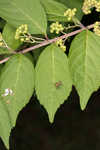 Chinese beautyberry